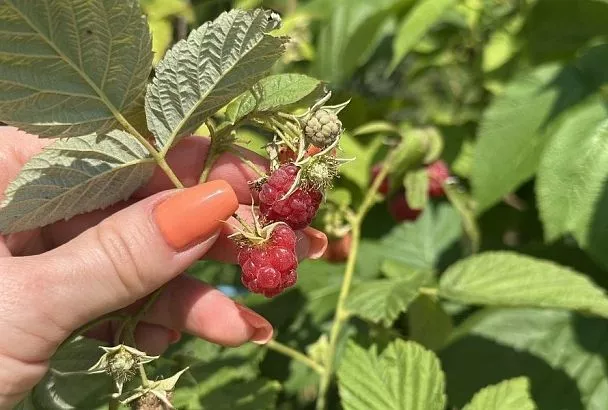 Соседи «сглазили» малину: малоизвестная причина невкусных ягод