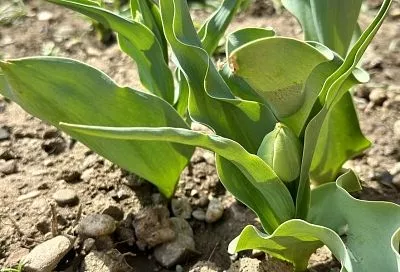 На какую глубину сажать тюльпаны: чтобы весной было красиво, осенью надо делать так