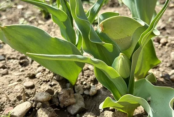 На какую глубину сажать тюльпаны: чтобы весной было красиво, осенью надо делать так