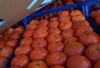 Более 116 тонн мандаринов из Турции не пропустили в  порту Туапсе из-за плодовой мухи