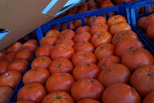 Более 116 тонн мандаринов из Турции не пропустили в  порту Туапсе из-за плодовой мухи
