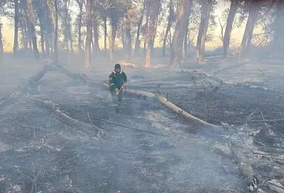 Лесной пожар на площади 0,1 га произошел в Красноармейском районе