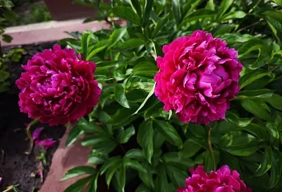 Когда листья уже обрезаны: чем посыпать пионы осенью, чтобы весной утопать в цветах