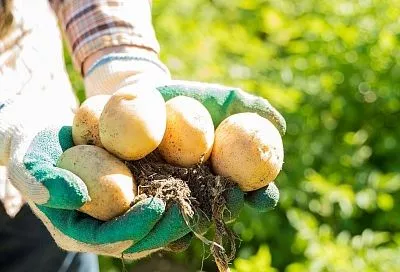 170 кг картофеля с сотки? Легко! Секрет подкормки для взрывного урожая 2025