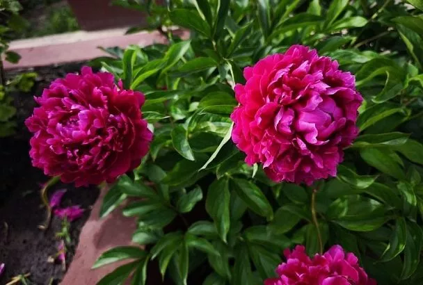 Когда листья уже обрезаны: чем посыпать пионы осенью, чтобы весной утопать в цветах