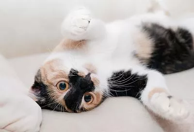 В Ростовской области нашли кошку-мутанта