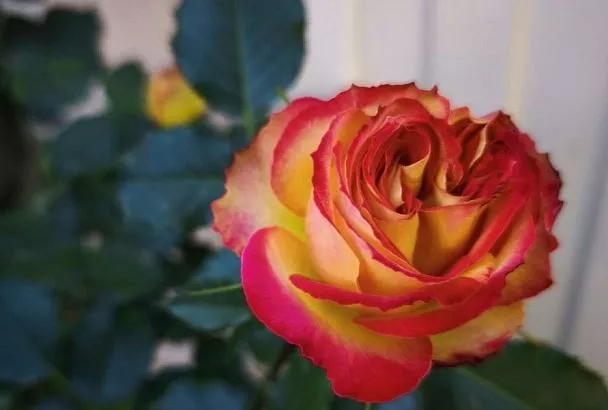 Спорная тема: нужно ли заглублять место прививки розы при посадке, и если да, то насколько