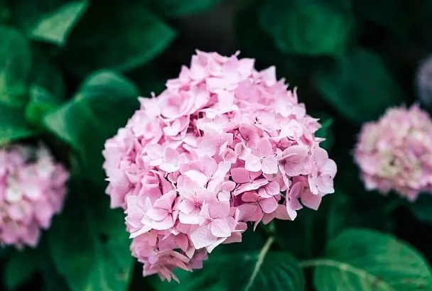 Древовидная гортензия: сажаем правильно и наслаждаемся нереальной красотой