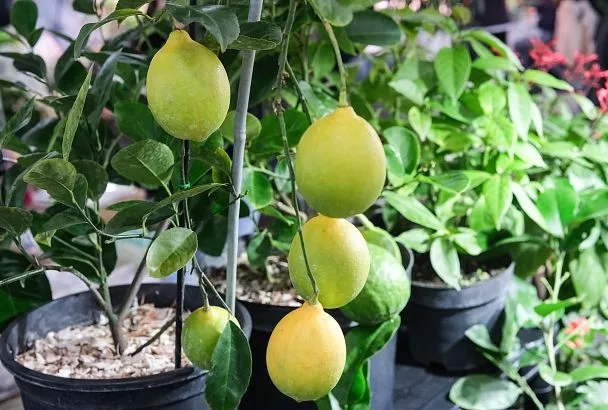 В Сочи выявлено массовое распространение опасной средиземноморской плодовой мухи