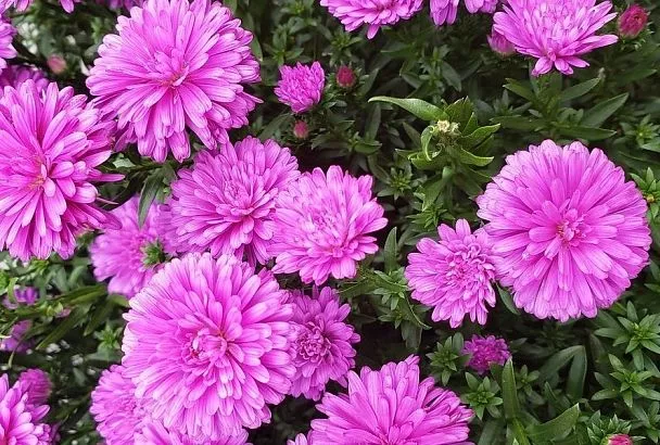 Не делай этого с астрами: почему нельзя обрабатывать их семена осенью