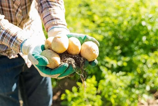 Ломаем стебли — собираем здоровые клубни: как ускорить созревание картошки