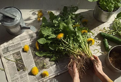 Натуральное удобрение из одуванчика для томатов, огурцов, перцев и баклажанов