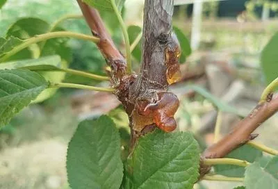 Пришла в ужас, узнав, что древесная смола – это болезнь и мою черешню надо срочно спасать, хорошо, что сосед – опытный садовод, он рассказал, как это сделать 