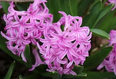 Из клубня в цветущие кусты: все секреты выращивания гиацинтов в домашних условиях