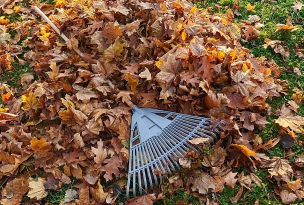 Не листья, а – золото. Смешиваю опавшую листву с тремя ложками этого средства и получаю бюджетное удобрение вместо навоза