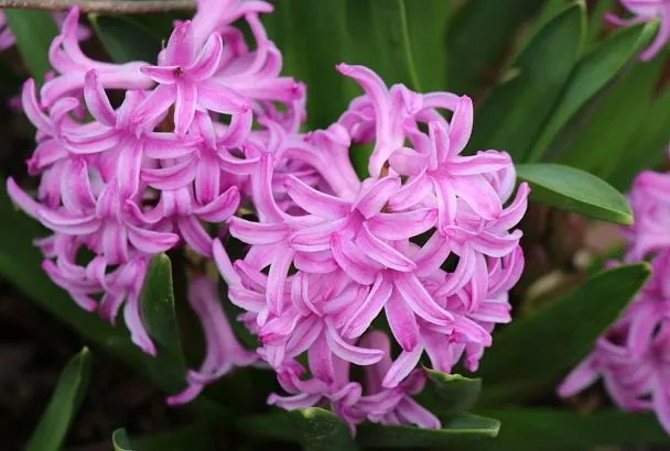 Из клубня в цветущие кусты: все секреты выращивания гиацинтов в домашних условиях