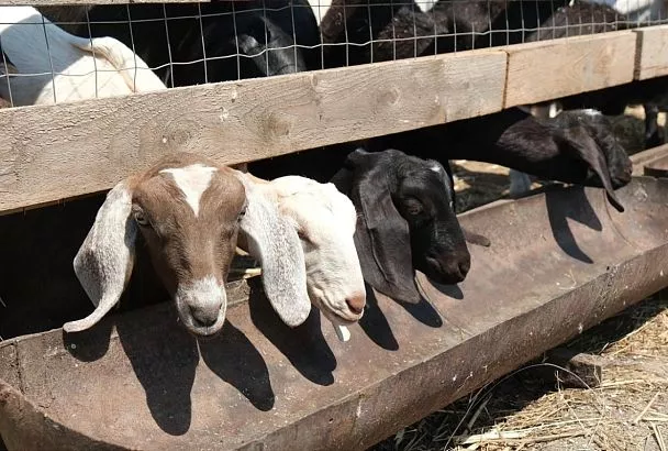 Фермеры на подъеме: край помогает в любой ситуации