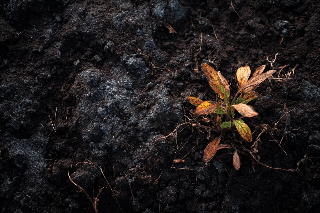 Если вы можете вырастить только одну вещь — выращивайте почву