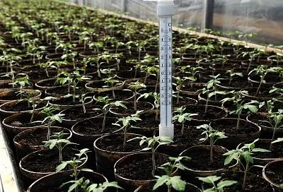 Выращивание рассады: можно ли заработать на этом деле без особой подготовки