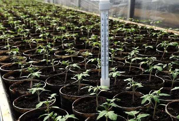 Выращивание рассады: можно ли заработать на этом деле без особой подготовки