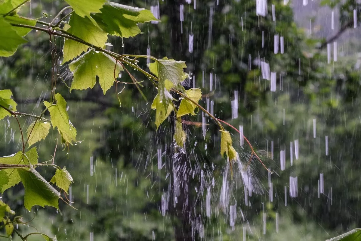 Ливни задержатся на курорте. В Сочи за три дня выпадет половина месячной нормы осадков