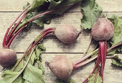 Стопроцентная сохранность: метод, который позволяет максимально сберечь урожай свеклы