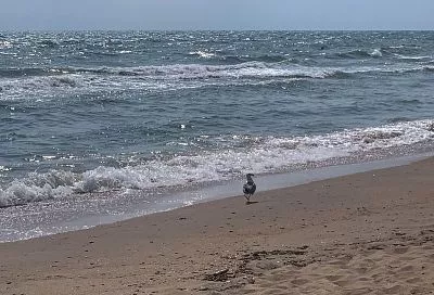 Виталий Савельев: «Если все пойдет по плану, к 1 июня мы откроем пляжи Анапы»