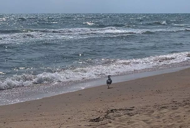 Виталий Савельев: «Если все пойдет по плану, к 1 июня мы откроем пляжи Анапы»