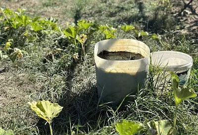 «Тест-драйв собаки» и помощь по огороду: в Краснодаре набирают популярность необычные услуги 