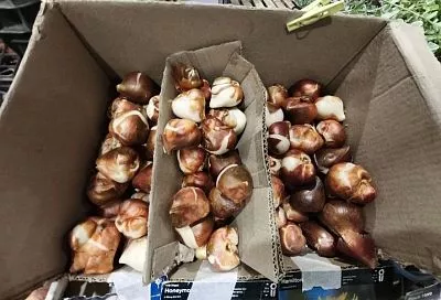 4 сантиметра – это идеал: какого размера должна быть луковица тюльпана для посадки 