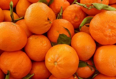 Около 13 тысяч тонн ввезенных в Россию из Абхазии через Сочи мандаринов проверили сотрудники Россельхознадзора