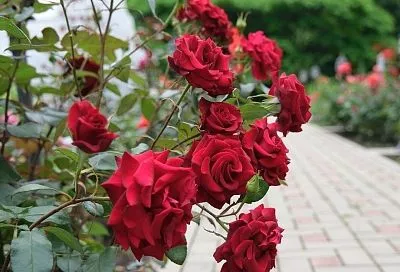 Розы на привязи: как и к чему надо привязывать королеву цветов, чтобы была самая красивая форма куста