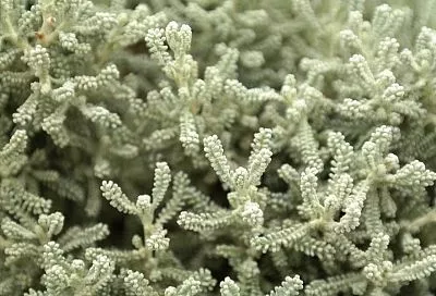 Мои грядки выглядят как клумбы: посадила вокруг сантолину – и красиво, и вредителей нет