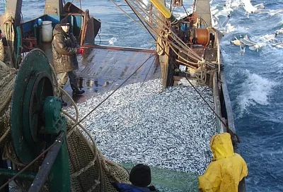 Правительство РФ направит на поддержку рыболовства в Черном и Азовском морях 241 миллион рублей