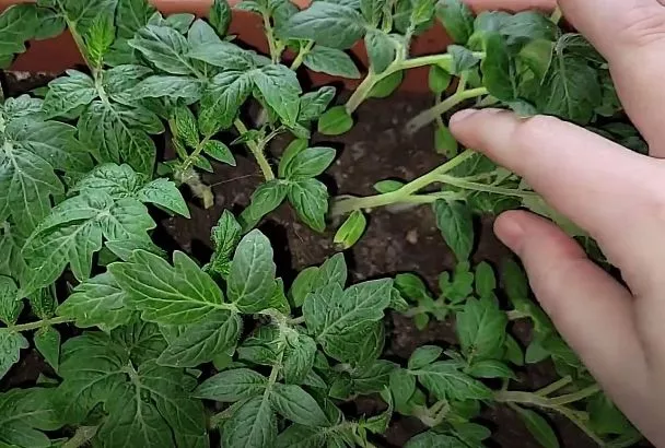 Оживляем слабую рассаду помидоров янтарной кислотой: схема от агронома Ломоноса