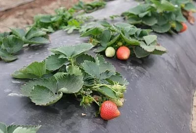 Геотекстиль или укрывной материал: в чем разница и на что обратить внимание