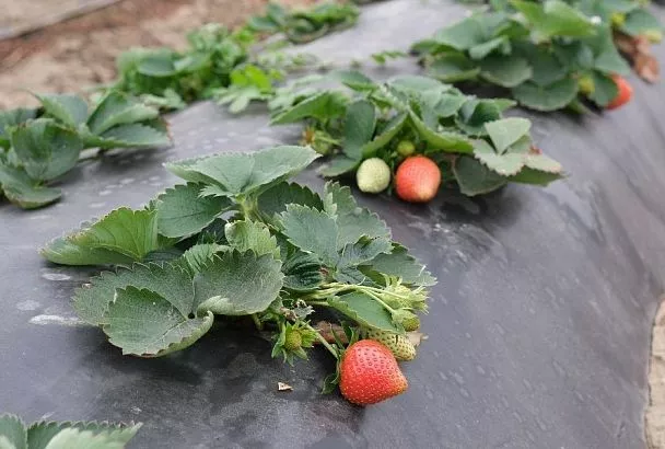 Геотекстиль или укрывной материал: в чем разница и на что обратить внимание