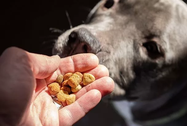 В Новороссийске планируют производить корма для домашних животных