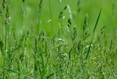 Пырей, овсюг и другие злаковые сорняки можно победить – просто спросите в магазине это средство