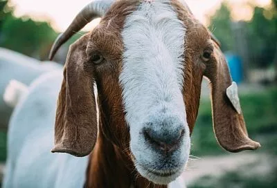 Неизвестные расстреляли домашних коз под Горячим Ключом