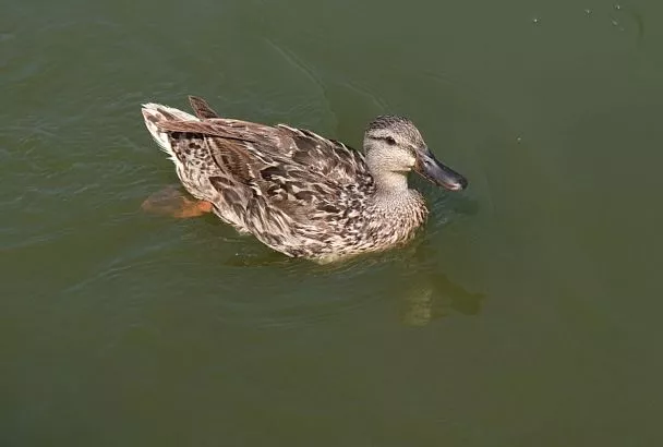 В Краснодарском крае сезон охоты на водоплавающую дичь стартует 27 сентября