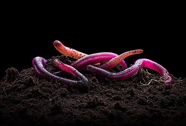 Как сделать ферму для червей из старой ванны и получать литры удобрения каждый сезонс