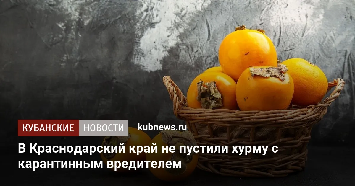 В Краснодарский край не пустили хурму с карантинным вредителем