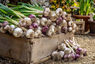 Подкормка и защита озимого чеснока весной: простая и эффективная схема