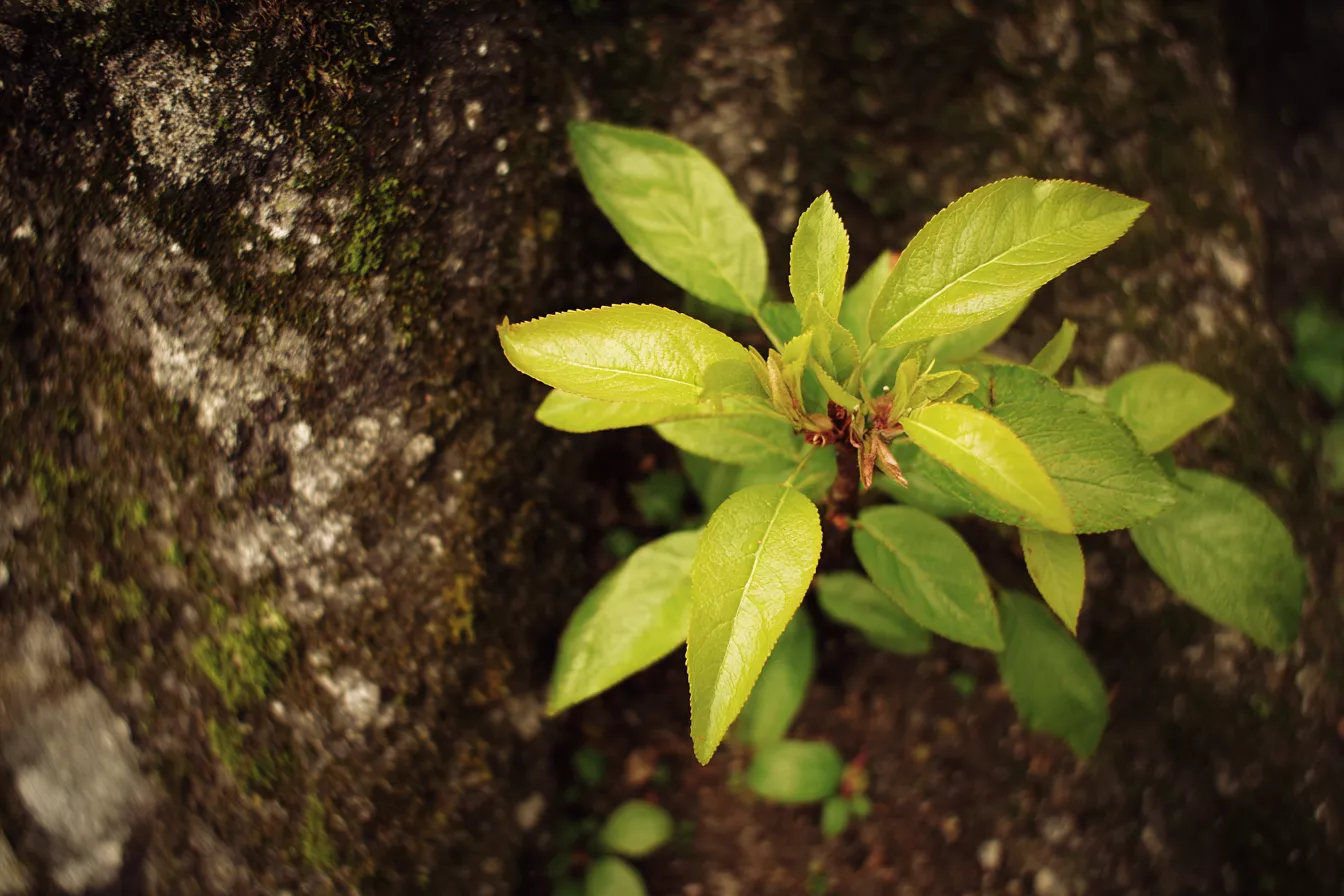 Как остановить появление поросли у косточковых деревьев