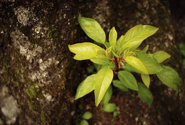 Как остановить появление поросли у косточковых деревьев