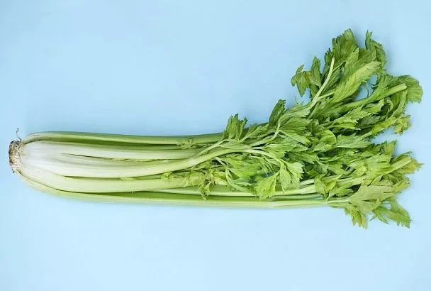 Стопроцентная польза: как вырастить сельдерей на своем огороде