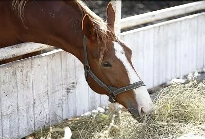 Лошадиная сила: в Краснодарском крае стимулируют подъем отрасли коневодства 