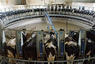 Устойчивый рост: как животноводы Кубани укрепляют продовольственную безопасность страны