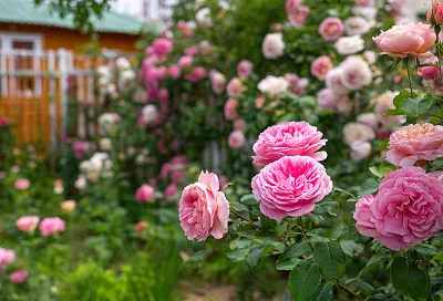 Какие удобрения нельзя смешивать при подкормке роз весной: нужно знать всем садоводам